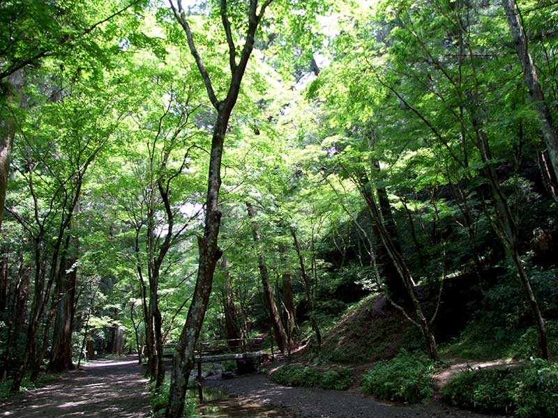 宮川森林浴ウォーキング