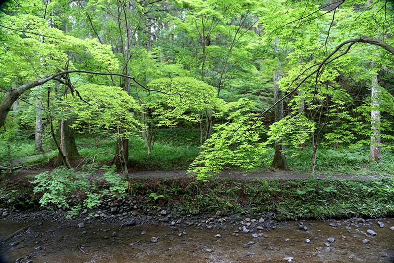 宮川森林浴ウォーキング