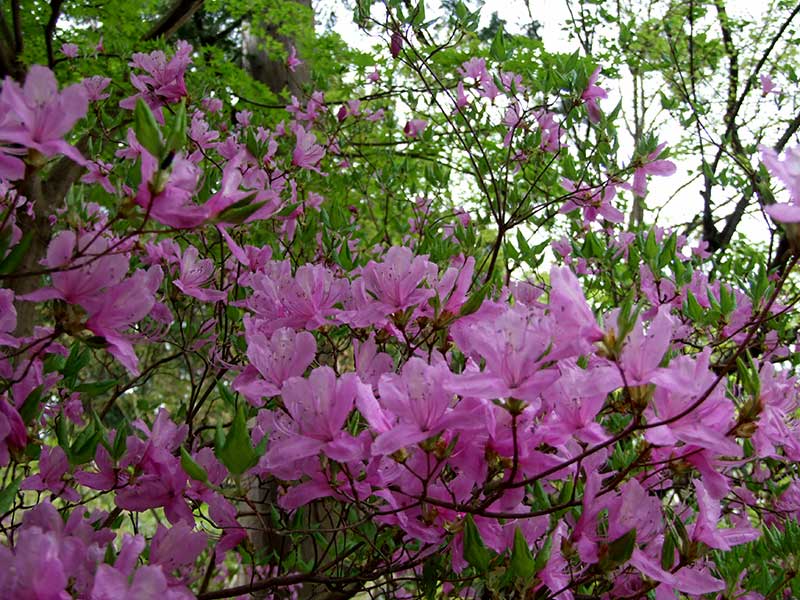 坂部哲之著『小國神社の花々』