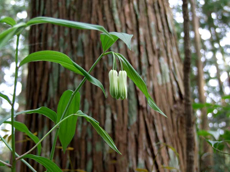 坂部哲之著『小國神社の花々』