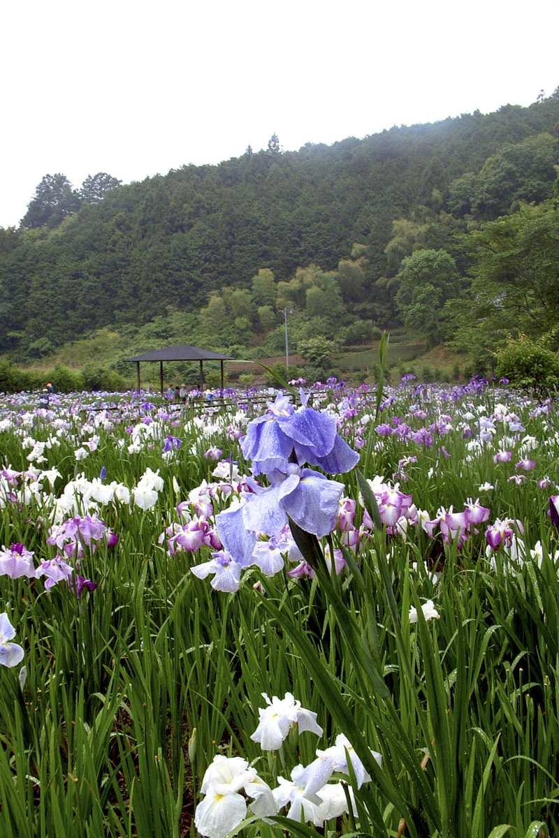 花菖蒲（はなしょうぶ）