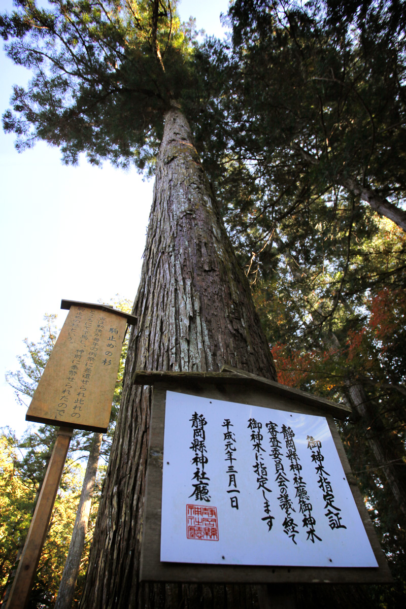 駒止めの杉（こまどめのすぎ）