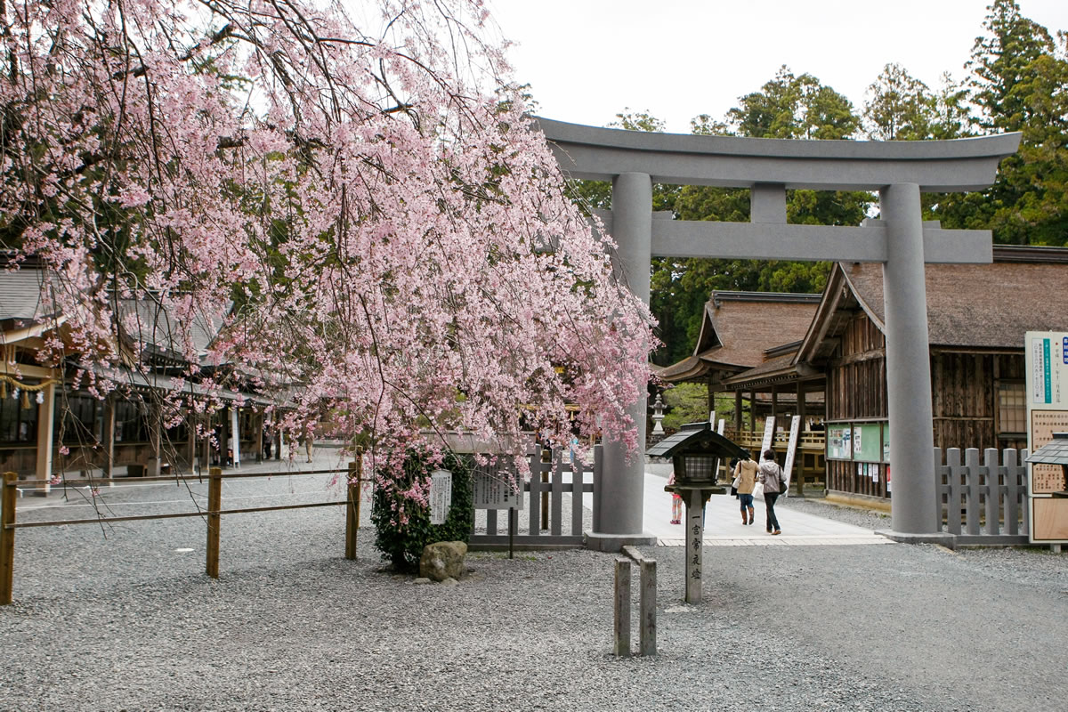 垂れ桜