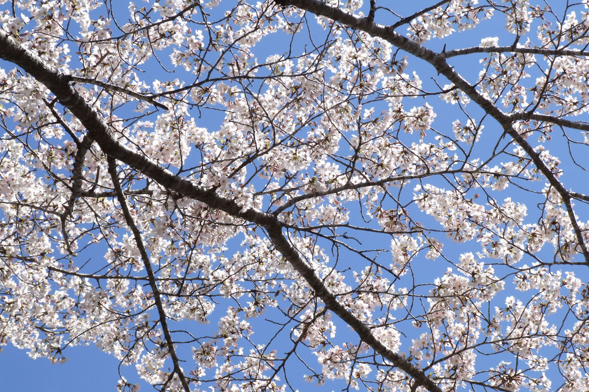 境内の桜