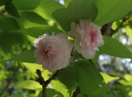 境内唯一の「菊桜」