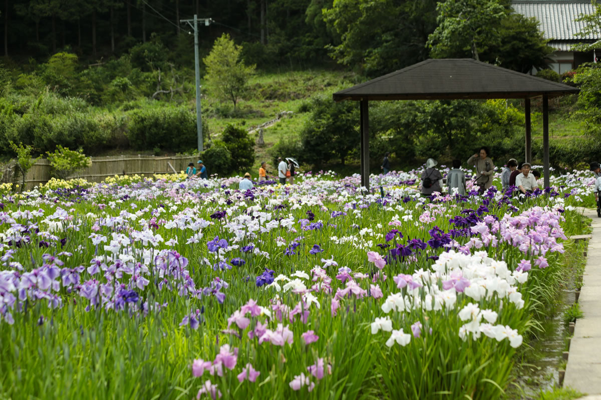 小國神社「一宮花菖蒲園」