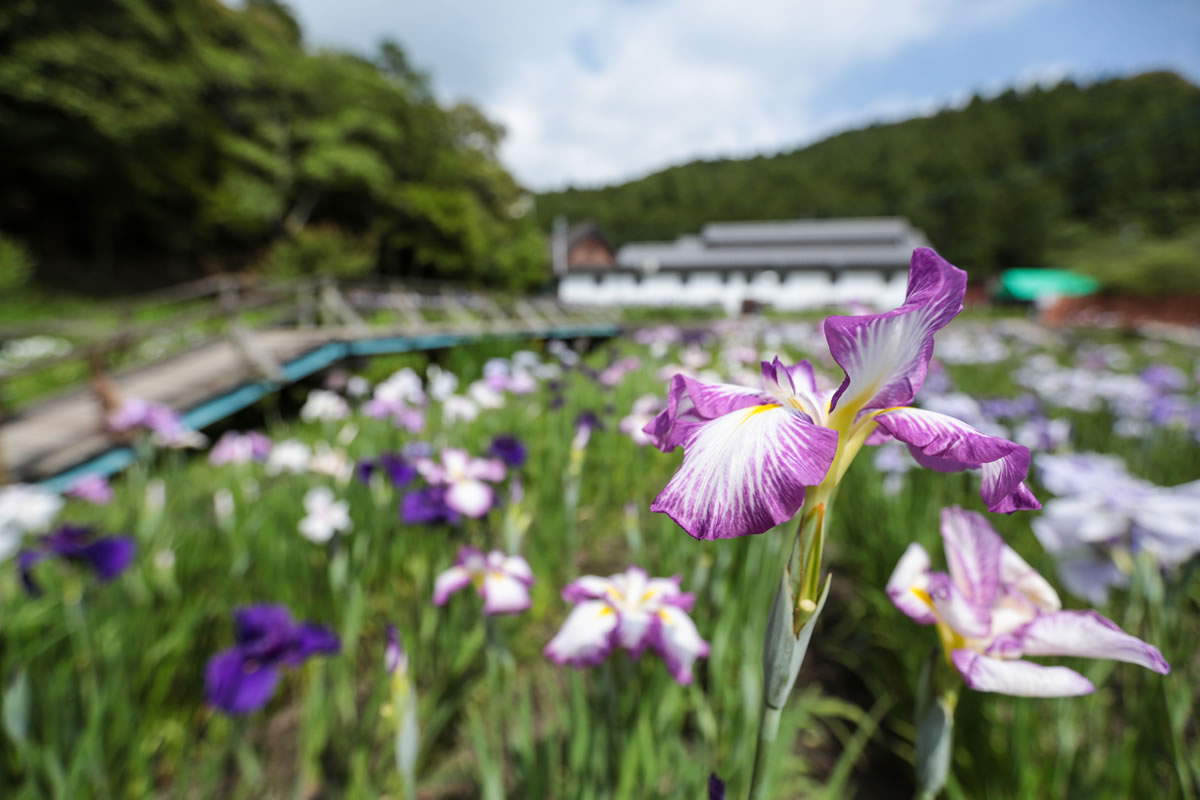 小國神社「一宮花菖蒲園」