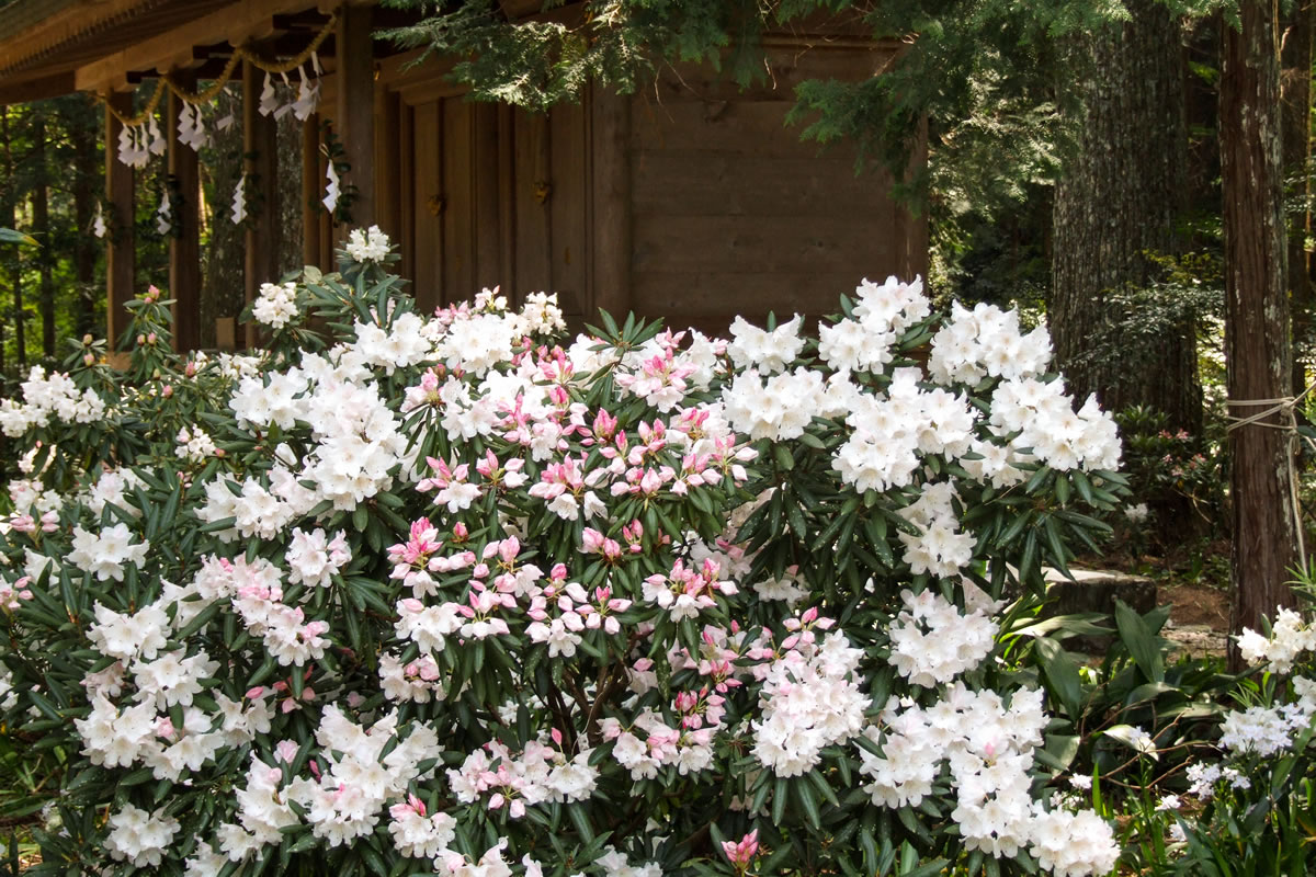 境内の「石楠花」