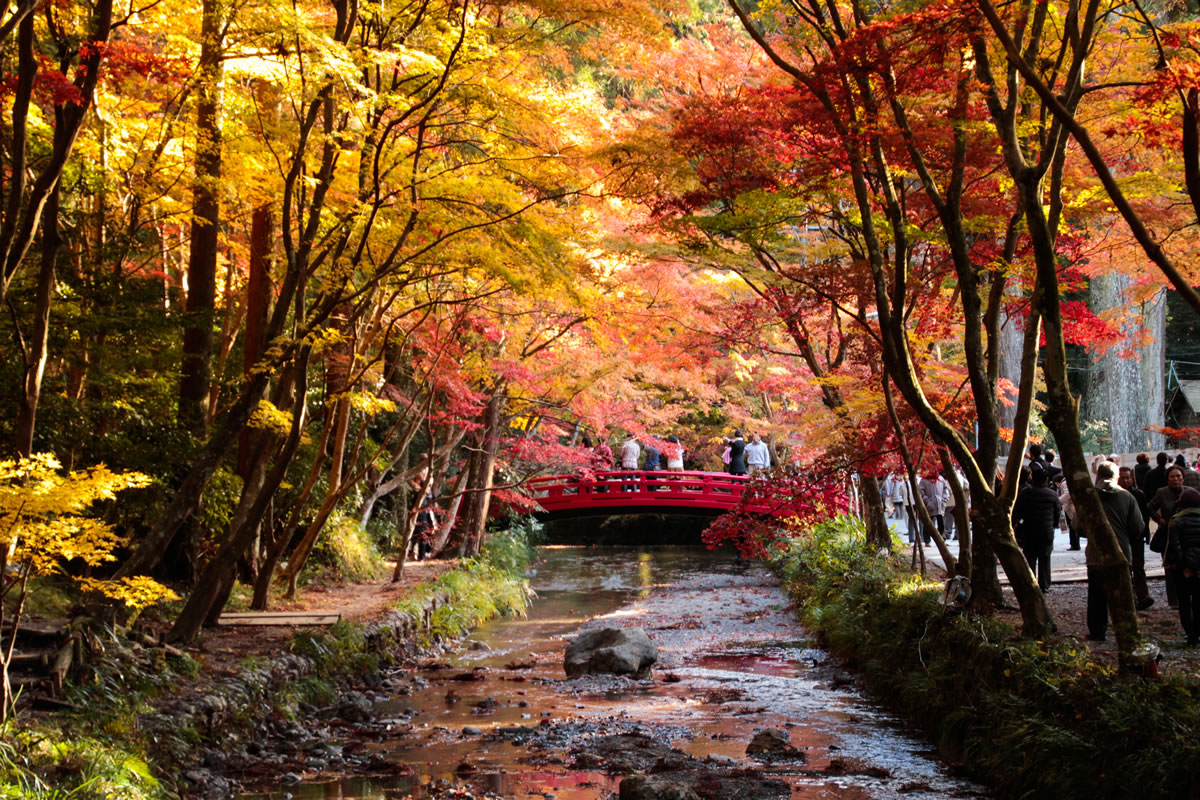 境内の「紅葉」