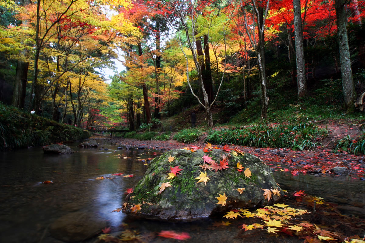 境内の「紅葉」