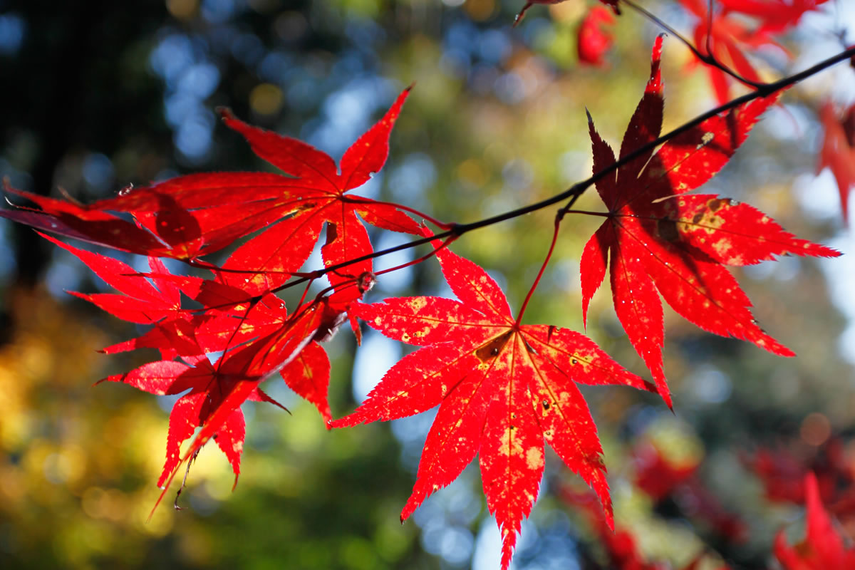 境内の「紅葉」