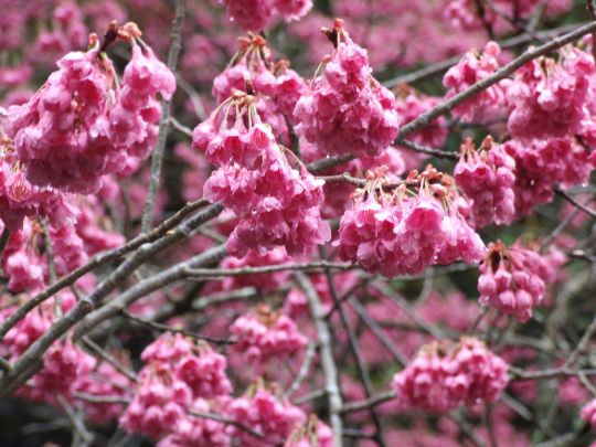 桜情報