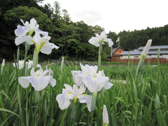 5月22日（土）一宮 花しょうぶ園 開園