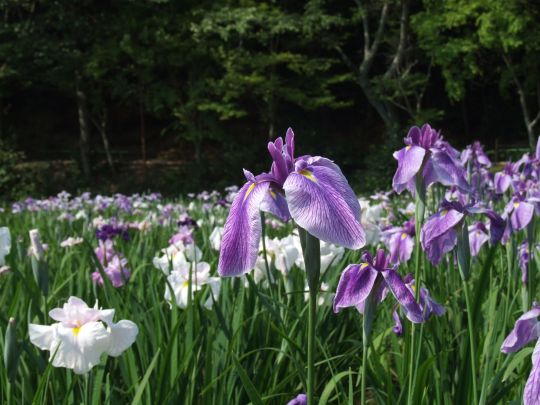 6月4日 一宮 花菖蒲園