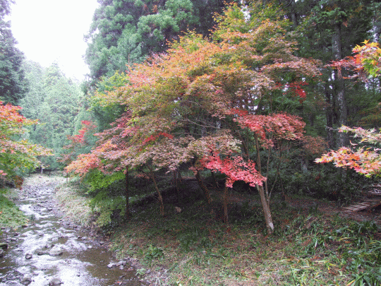 紅葉情報1