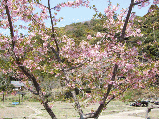 4月3日一宮さくらまつり中止