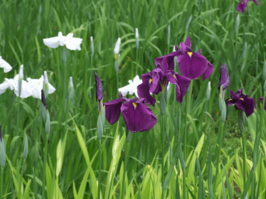 5月25日 一宮 花菖蒲園　開園