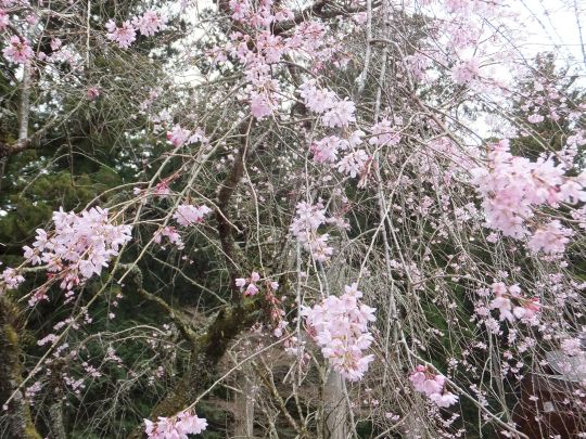 平成25年 桜 情報