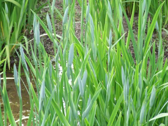 一宮 花菖蒲園 開園（6月2日花菖蒲まつり開催）　