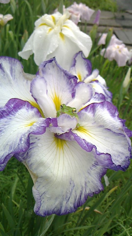 花菖蒲園　閉園