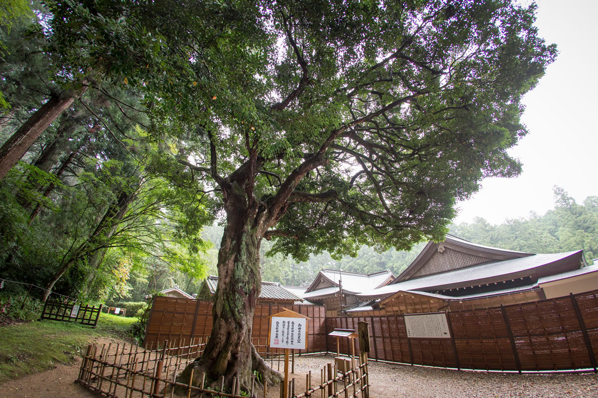 小國神社 縁結びの御神木「ひょうの木とひょうの実」