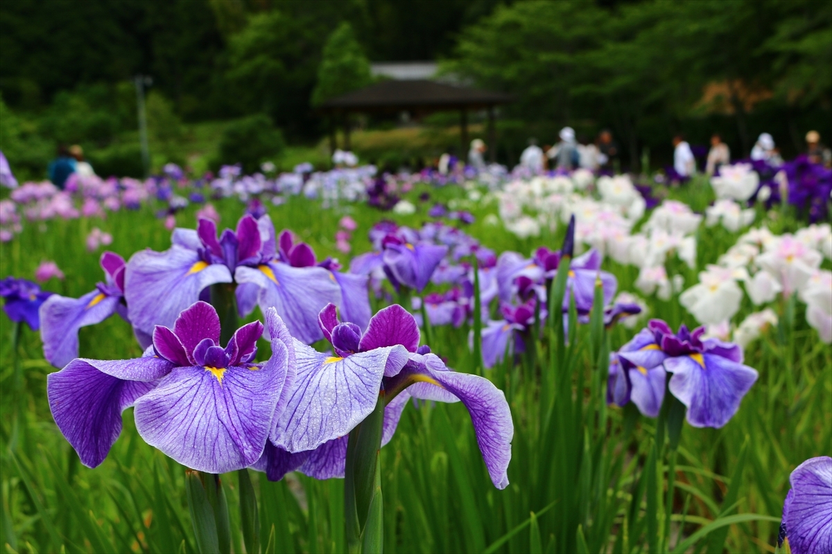 『一宮花しょうぶ園』開園のお知らせ