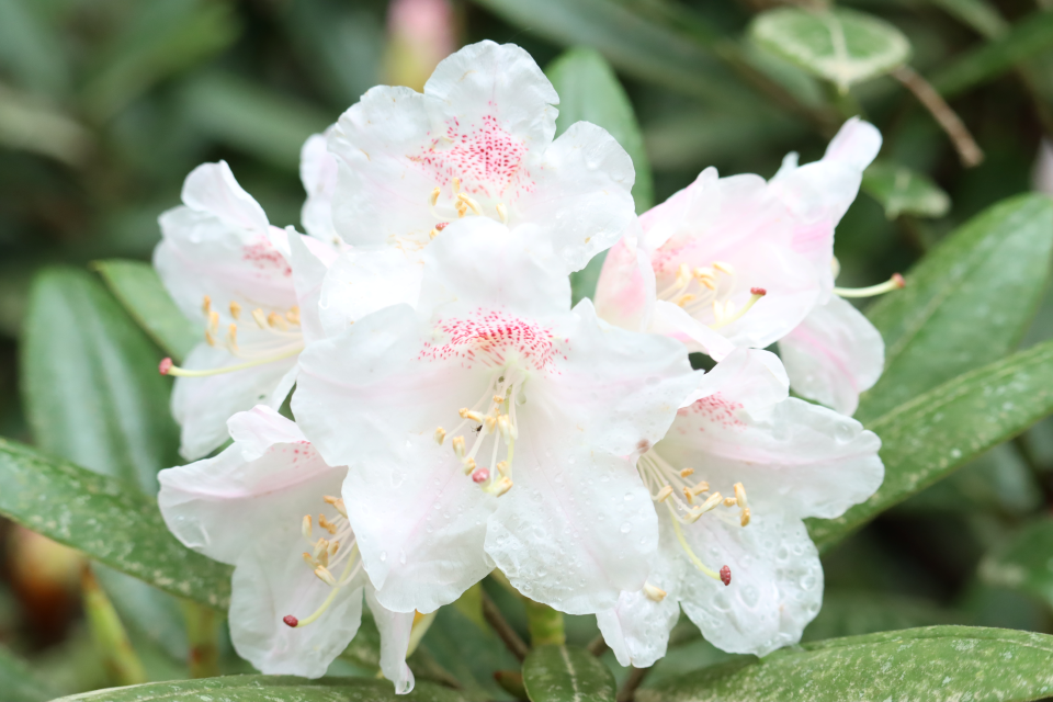 癒しの斎庭 桜に続き、シャクナゲが咲き始めています。