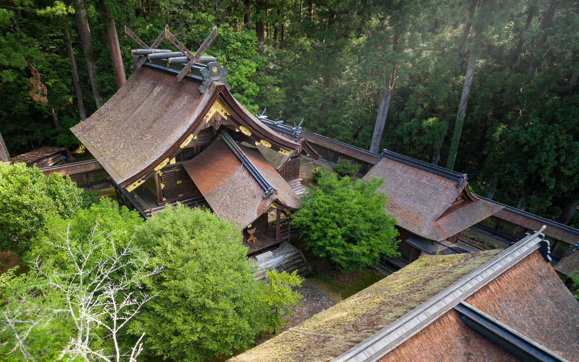 小國神社社殿の檜皮葺屋根