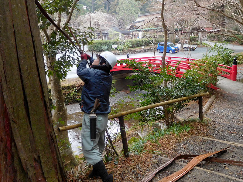 小國神社「檜皮葺のお屋根」原皮師の仕事①