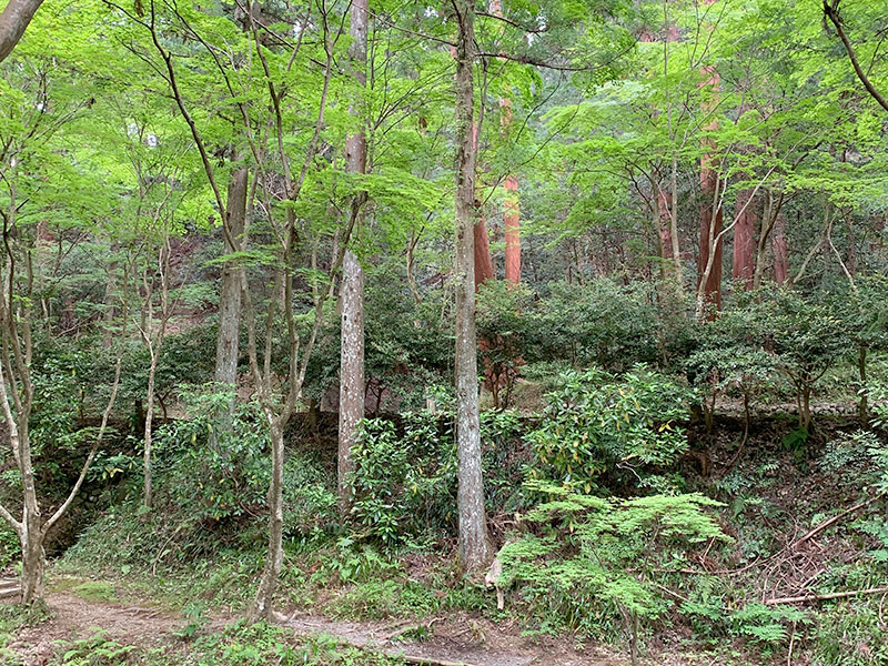 小國神社「檜皮葺のお屋根」檜皮葺の原皮を境内から採取