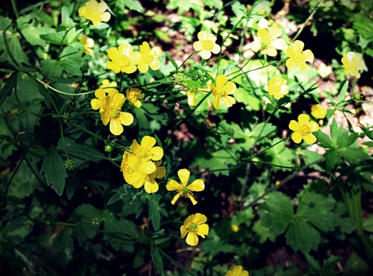 斎庭の草花 フタリシズカ（二人静）・ウマノアシガタ（馬足形）