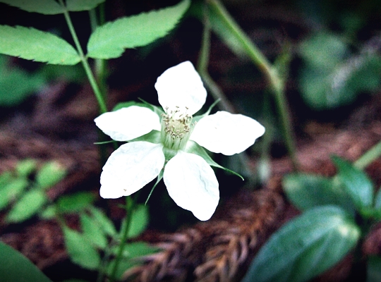 斎庭の草花 シライトソウ（白糸草）・ヒメバライチゴ（姫薔薇苺）・コマユミ