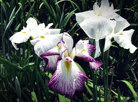 「一宮花菖蒲園」開園いたしました