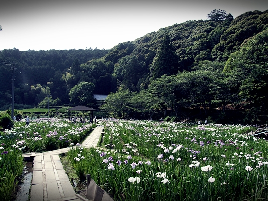 平成26年 一宮花菖蒲園閉園のお知らせと花菖蒲株分け販売継続について