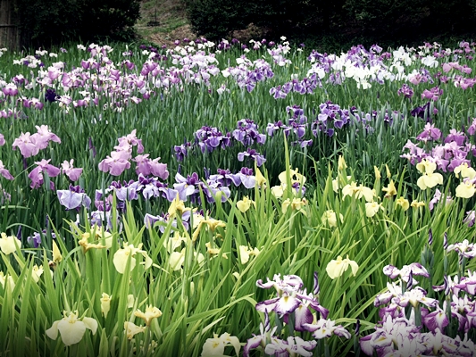 一宮花菖蒲園 開花状況「見頃」③ 6月8日開催 花しょうぶ祭りのご案内