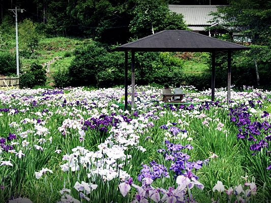 一宮花菖蒲園 開花状況「見頃」④