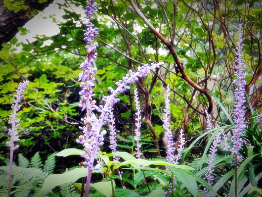 斎庭の草花 ヤブラン（藪蘭）・ツユクサ（露草）