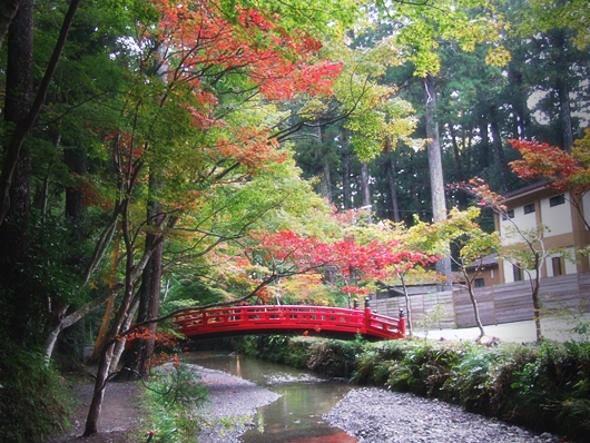 平成26年小國神社紅葉情報!! ①