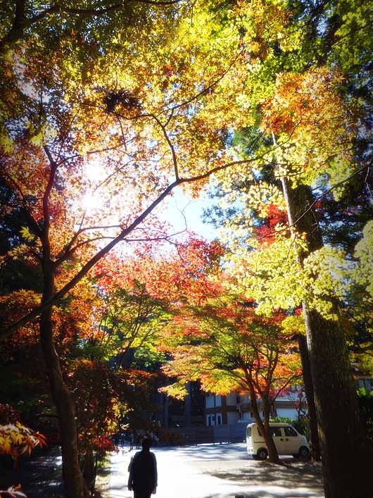 小國神社紅葉情報!! ④