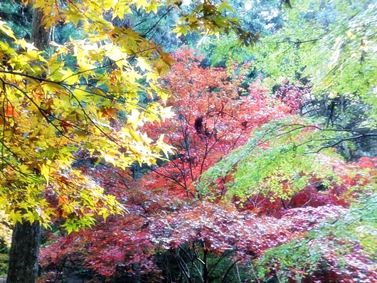 小國神社紅葉情報!! ⑤