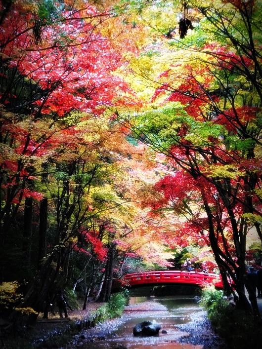 小國神社紅葉情報 季節の便り 遠江國一宮 小國神社 梅 桜 菖蒲 紅葉など見頃 開花最新情報 静岡県周智郡森町一宮 とおとうみのくに いちのみや