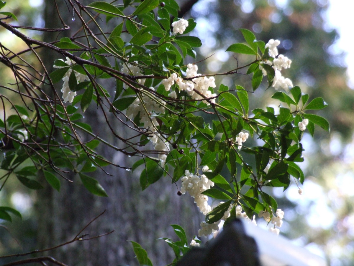 馬酔木（あせび）が開花いたしました