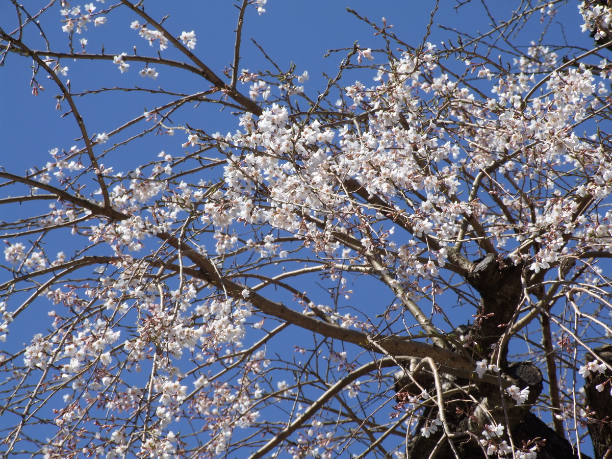 小國神社桜開花宣言！！「咲き始め」