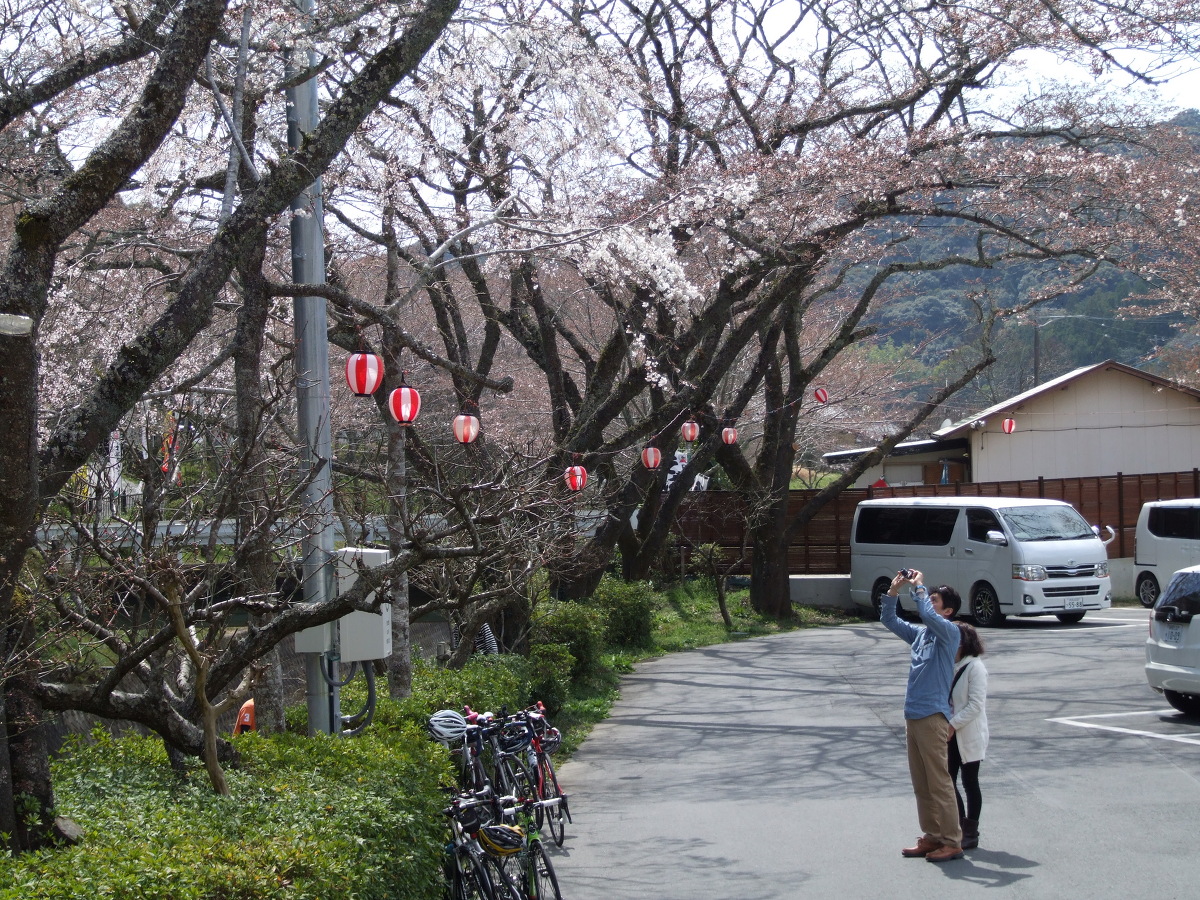 小國神社桜開花情報！！②「開花・咲き始め」