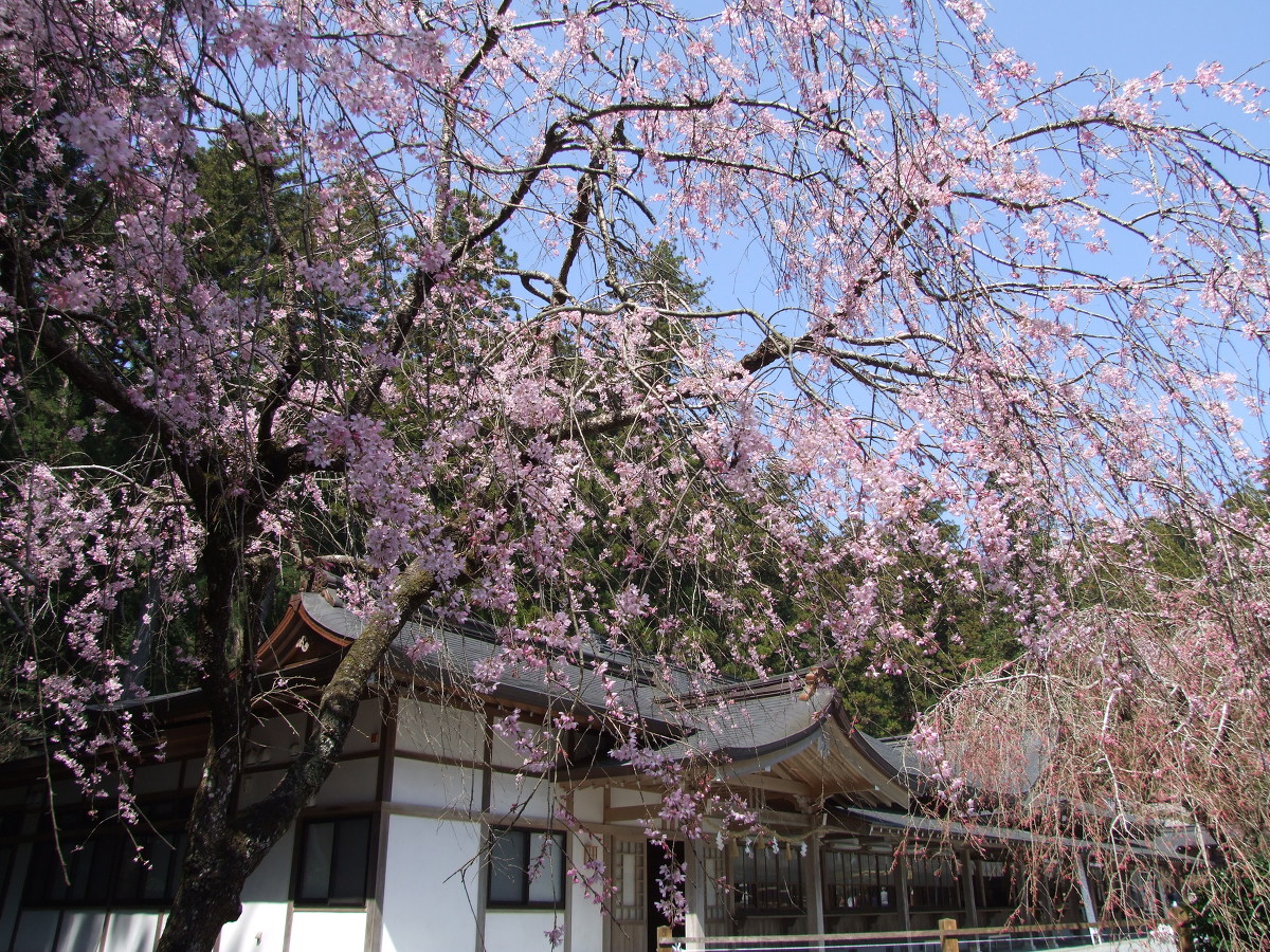 小國神社桜開花情報！！「7分咲き～満開」