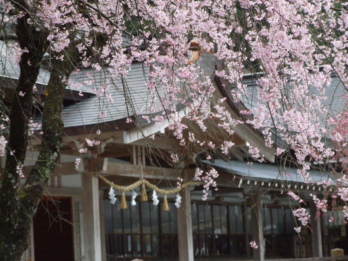 小國神社桜開花情報！！④「満開～散り始め」