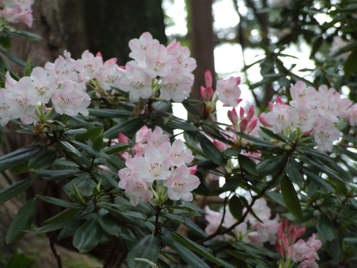 斎庭の草花「石楠花」・「深山つつじ」・「しゃが」の開花が始まりました！！②