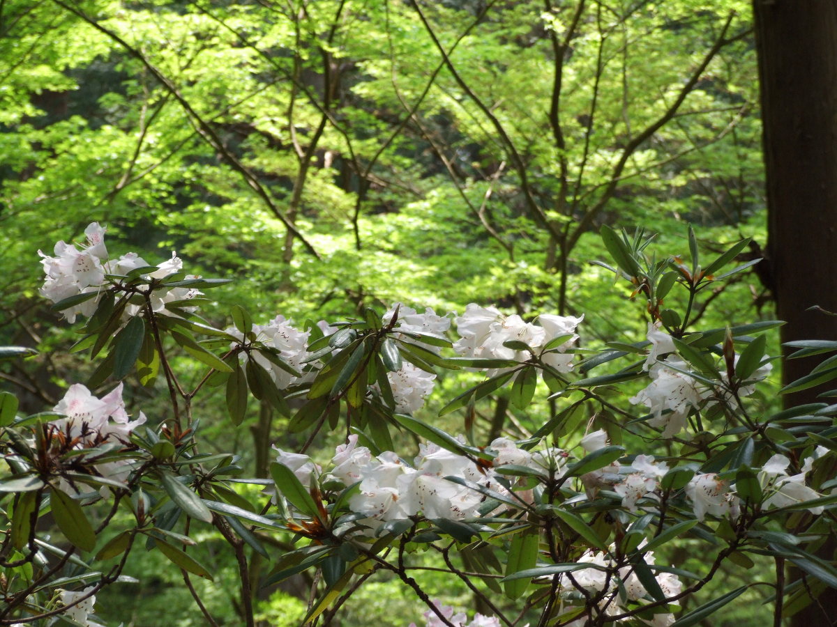 斎庭の草花「石楠花」・「しゃが」・「藪手鞠」・「クマガイソウ」・「御衣黄・八重桜」開花情報！！③