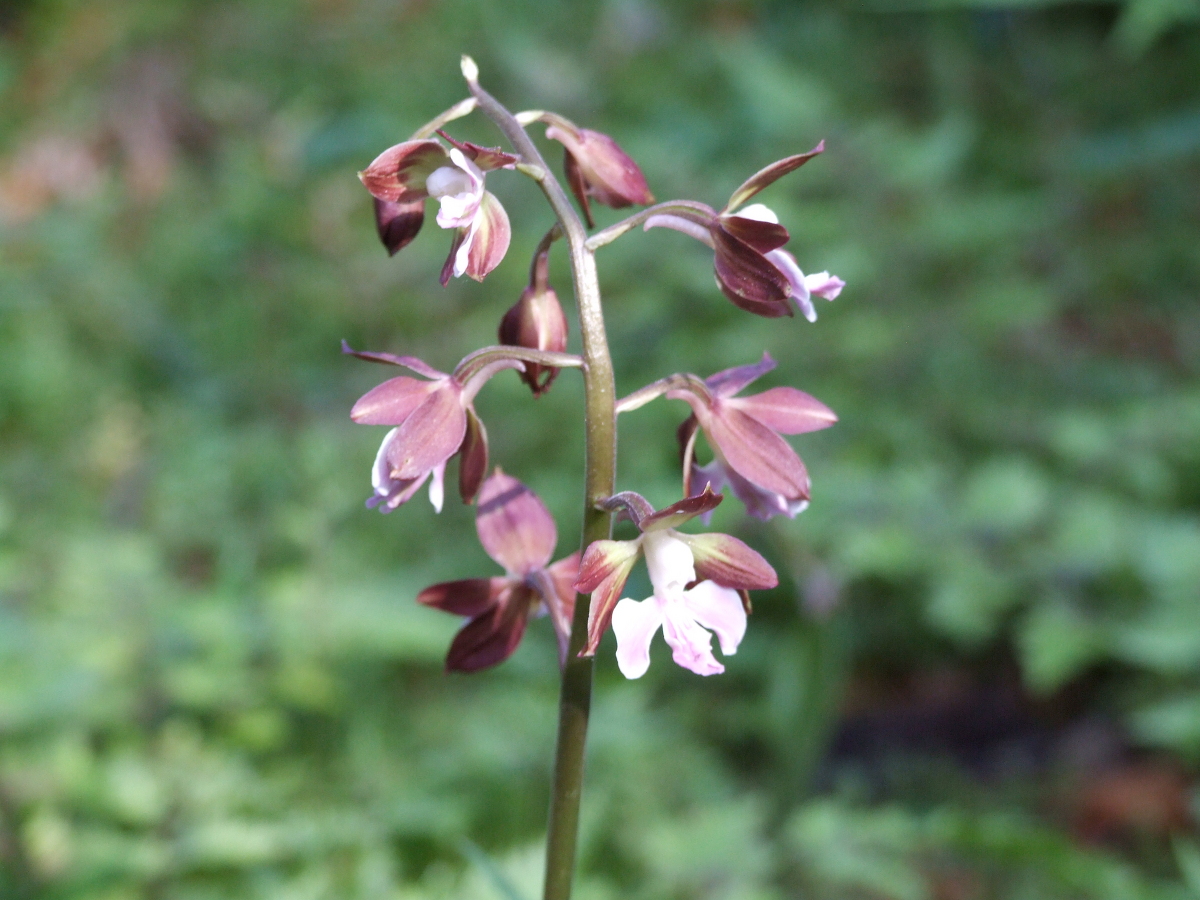 斎庭の草花「エビネ」・「ハナイカダ」・「ヤブテマリ」開花情報！！④