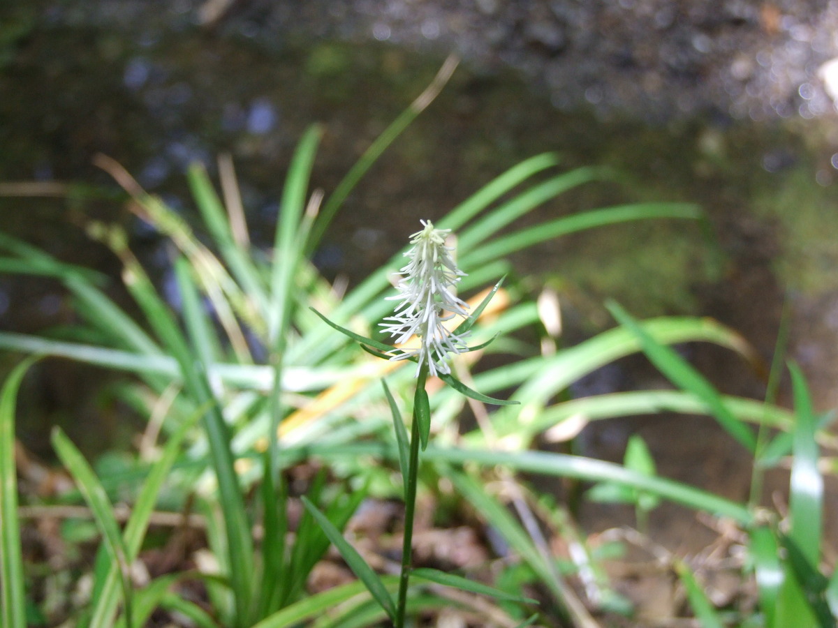 斎庭の草花「フタリシズカ」・「シライトソウ」開花情報！！⑤